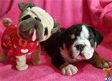 english bulldog puppy posted by Kris English Bulldogs